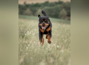 Rottweiler Rüde Kojak