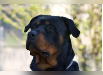 Oskar sucht seine Menschen