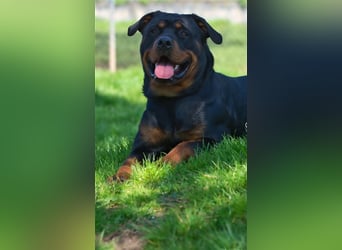 Oskar sucht seine Menschen