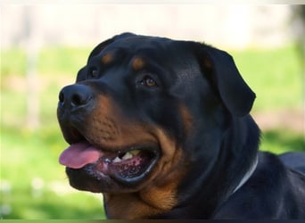 Oskar sucht seine Menschen