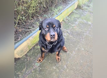 Pee-J - sucht ein liebevolles Zuhause