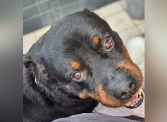 Pee-J - sucht ein liebevolles Zuhause