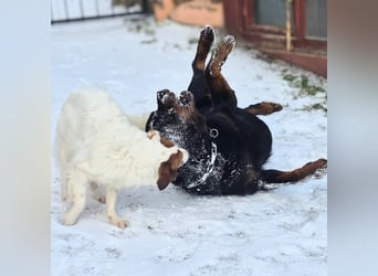 Pee-J - sucht ein liebevolles Zuhause