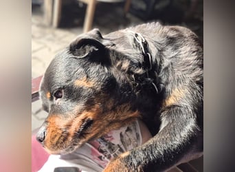 Pee-J - sucht ein liebevolles Zuhause