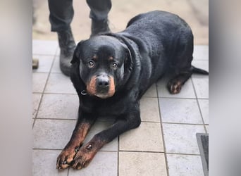 Pee-J - sucht ein liebevolles Zuhause