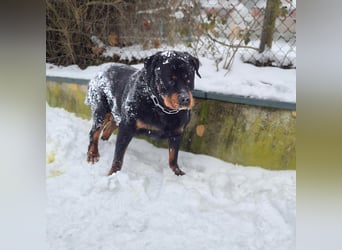 Pee-J - sucht ein liebevolles Zuhause