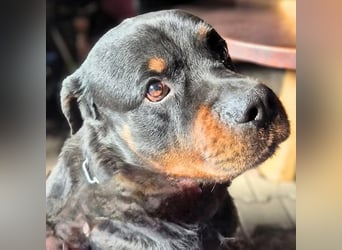 Pee-J - sucht ein liebevolles Zuhause