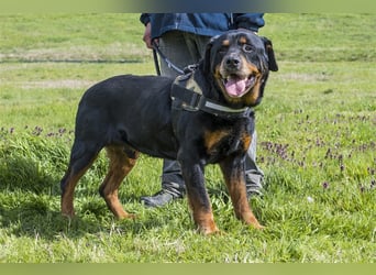 Zeus-SI – Göttlicher Rotti sucht Menschen, die ihn lieben