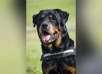 Zeus-SI – Göttlicher Rotti sucht Menschen, die ihn lieben