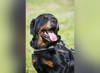 Zeus-SI – Göttlicher Rotti sucht Menschen, die ihn lieben