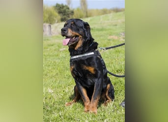 Zeus-SI – Göttlicher Rotti sucht Menschen, die ihn lieben