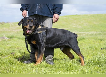 Zeus-SI – Göttlicher Rotti sucht Menschen, die ihn lieben