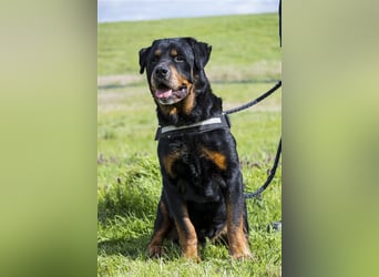Zeus-SI – Göttlicher Rotti sucht Menschen, die ihn lieben