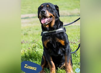 Zeusz SI - menschenbezogen, verkuschelt