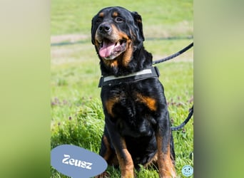 Zeusz SI - menschenbezogen, verkuschelt