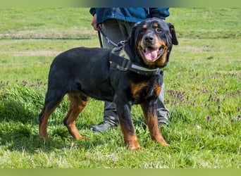 Zeusz SI - menschenbezogen, verkuschelt