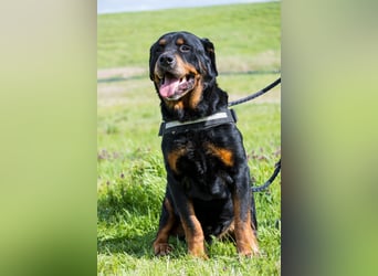 Zeusz SI - menschenbezogen, verkuschelt