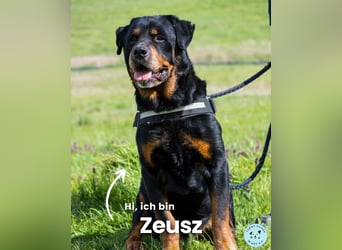 Zeusz SI, liebevoll und menschenbezogen