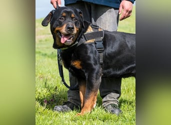 Zeusz SI, liebevoll und menschenbezogen