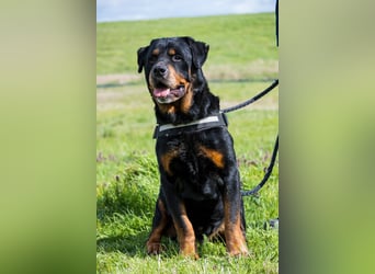 Zeusz SI - menschenbezogen, verkuschelt