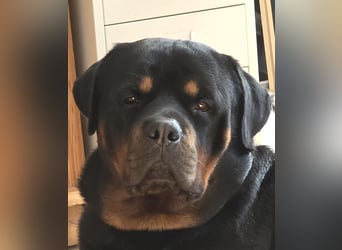 Rocky -  gut gebaute, sonnige Frohnatur