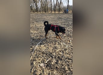 Rocky -  gut gebaute, sonnige Frohnatur
