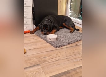 Rocky -  gut gebaute, sonnige Frohnatur