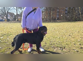 Rocky -  gut gebaute, sonnige Frohnatur