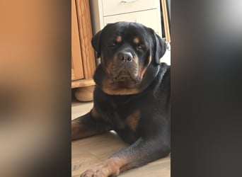 Rocky -  gut gebaute, sonnige Frohnatur