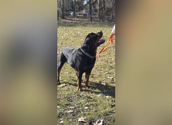 Rocky -  gut gebaute, sonnige Frohnatur