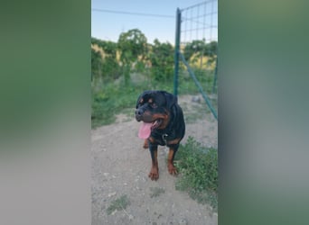 Rocky,  gut gebaute, sonnige Frohnatur