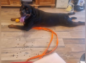 Rocky -  gut gebaute, sonnige Frohnatur