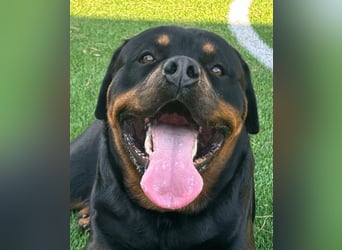 Rocky,  gut gebaute, sonnige Frohnatur