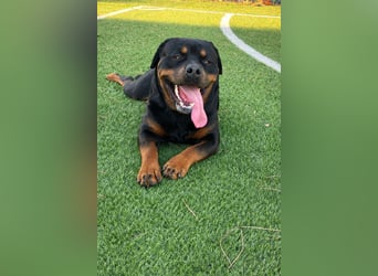 Rocky -  gut gebaute, sonnige Frohnatur