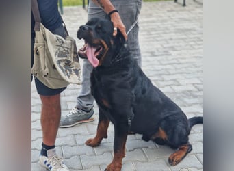 Rio – endlich runter vom Abstellgleis -