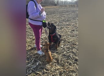 Rocky -  gut gebaute, sonnige Frohnatur