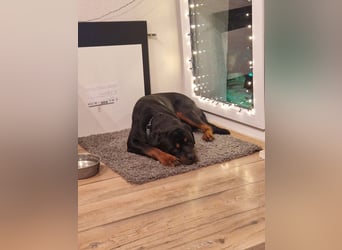 Rocky -  gut gebaute, sonnige Frohnatur