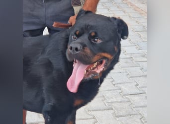 Rio – endlich runter vom Abstellgleis -