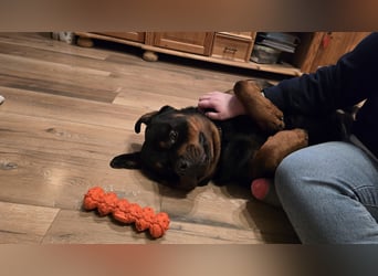 Rocky -  gut gebaute, sonnige Frohnatur
