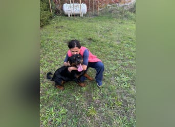 Rocky,  gut gebaute, sonnige Frohnatur