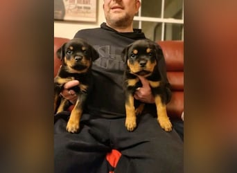 Rottweiler Hündin – geimpft, entwurmt, gechipt, mit EU-Heimtierausweis