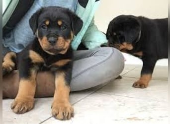 Rottweiler Hündin – geimpft, entwurmt, gechipt, mit EU-Heimtierausweis