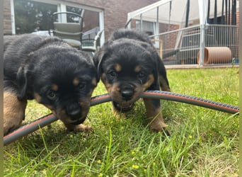 ADRK Rottweiler - Welpen