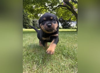 ADRK Rottweiler - Welpen