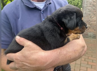 ADRK Rottweiler - Welpen