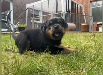 ADRK Rottweiler - Welpen