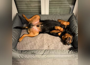 Spike - ein Schmusebär