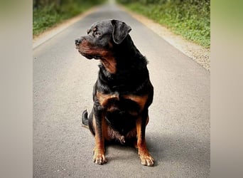 Spike - ein Schmusebär