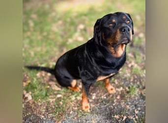 Spike - ein Schmusebär