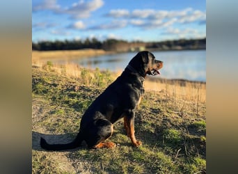 Spike - ein Schmusebär